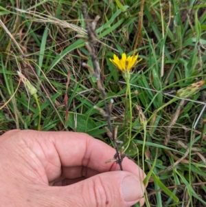 Chondrilla juncea at Mulanggari Grasslands - 24 Jan 2024