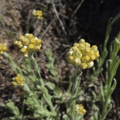 Pseudognaphalium luteoalbum (Jersey Cudweed) at Tuggeranong Hill - 13 Oct 2023 by michaelb