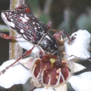 Aoplocnemis sp. (genus) at Kosciuszko National Park - 20 Jan 2024