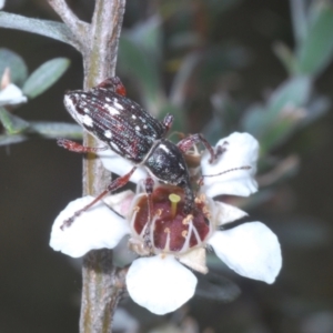 Aoplocnemis sp. (genus) at Kosciuszko National Park - 20 Jan 2024