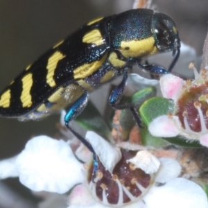 Castiarina octospilota at Kosciuszko National Park - 20 Jan 2024