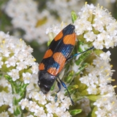 Castiarina thomsoni (A jewel beetle) at Wilsons Valley, NSW - 20 Jan 2024 by Harrisi