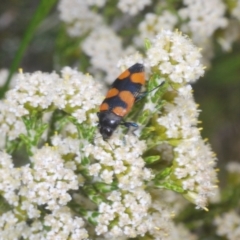 Castiarina thomsoni at Kosciuszko National Park - 20 Jan 2024 11:43 AM