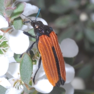 Castiarina nasuta at Kosciuszko National Park - 20 Jan 2024