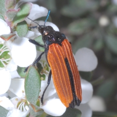 Castiarina nasuta (A jewel beetle) at Wilsons Valley, NSW - 20 Jan 2024 by Harrisi