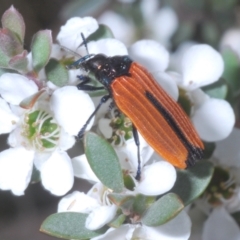 Castiarina nasuta at Kosciuszko National Park - 20 Jan 2024