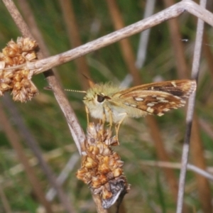 Atkinsia dominula at Kosciuszko National Park - suppressed