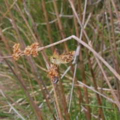 Atkinsia dominula at Kosciuszko National Park - suppressed