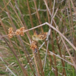 Atkinsia dominula at Kosciuszko National Park - 20 Jan 2024