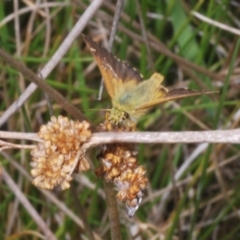 Atkinsia dominula at Kosciuszko National Park - suppressed