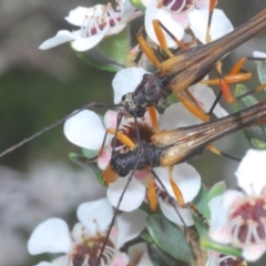 Macrones besti (Longhorn beetle) at Wilsons Valley, NSW - 20 Jan 2024 by Harrisi