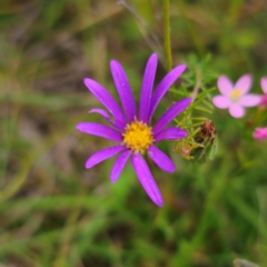 Calotis scabiosifolia var. integrifolia (Rough Burr-daisy) at QPRC LGA - 24 Jan 2024 by Csteele4