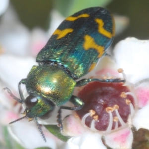 Castiarina dimidiata at Kosciuszko National Park - 20 Jan 2024