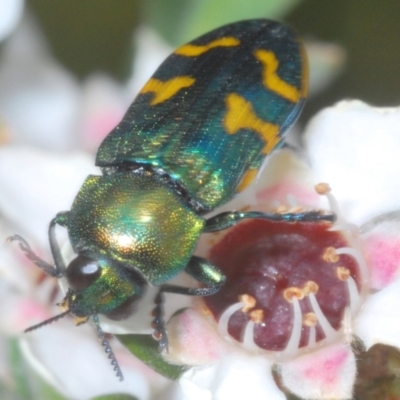 Castiarina dimidiata (A jewel beetle) at Wilsons Valley, NSW - 20 Jan 2024 by Harrisi