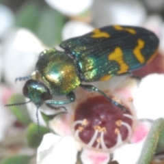 Castiarina dimidiata at Kosciuszko National Park - 20 Jan 2024