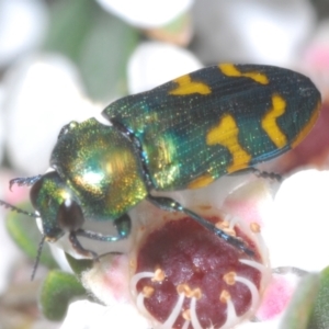 Castiarina dimidiata at Kosciuszko National Park - 20 Jan 2024