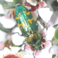 Castiarina dimidiata at Kosciuszko National Park - 20 Jan 2024