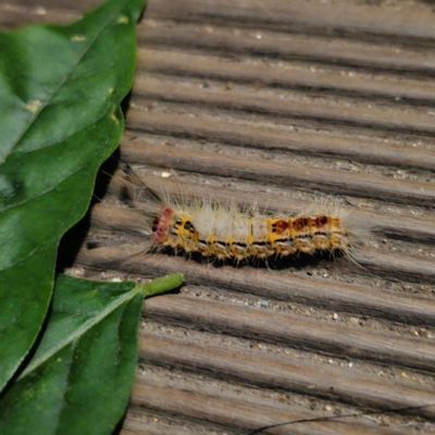 Orgyia anartoides (Painted Apple Moth) at QPRC LGA - 23 Jan 2024 by Csteele4