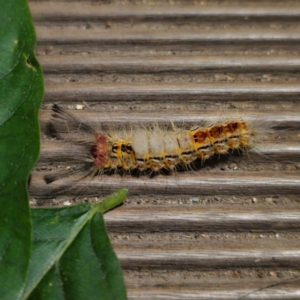 Orgyia anartoides at QPRC LGA - suppressed