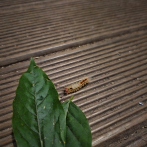 Orgyia anartoides at QPRC LGA - suppressed