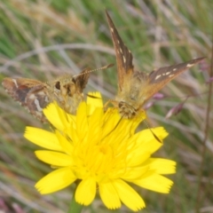 Atkinsia dominula (Two-brand grass-skipper) at Wilsons Valley, NSW - 20 Jan 2024 by Harrisi