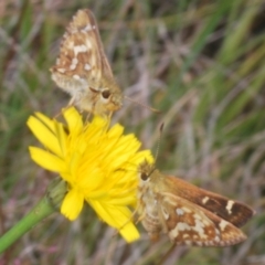 Atkinsia dominula at Kosciuszko National Park - 20 Jan 2024