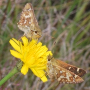 Atkinsia dominula at Kosciuszko National Park - 20 Jan 2024