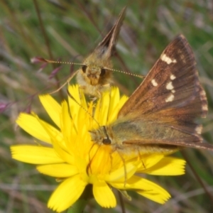 Atkinsia dominula at Kosciuszko National Park - 20 Jan 2024