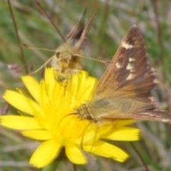 Atkinsia dominula at Kosciuszko National Park - 20 Jan 2024