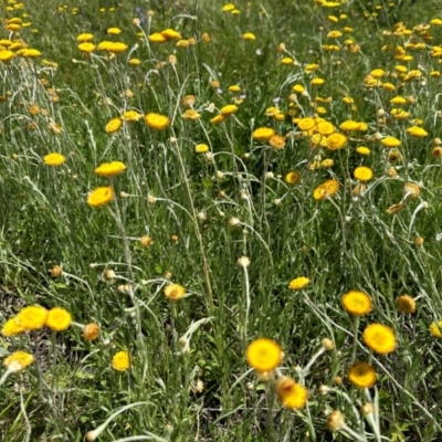 Coronidium monticola (Mountain Button Everlasting) at Mount Clear, ACT - 23 Jan 2024 by Linden