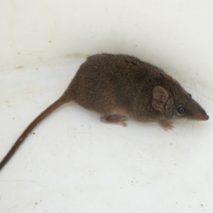 Antechinus stuartii at QPRC LGA - 12 Apr 2022