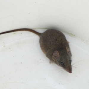 Antechinus stuartii at QPRC LGA - 12 Apr 2022