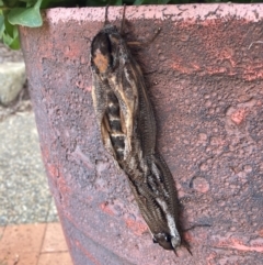 Endoxyla lituratus (A Wattle Goat Moth) at QPRC LGA - 7 Jan 2024 by Trerka