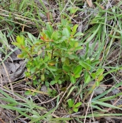 Pyracantha fortuneana (Firethorn) at The Pinnacle - 23 Jan 2024 by sangio7