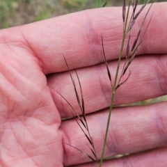 Aristida ramosa (Purple Wire Grass) at Whitlam, ACT - 22 Jan 2024 by sangio7
