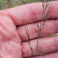 Aristida ramosa (Purple Wire Grass) at The Pinnacle - 23 Jan 2024 by sangio7