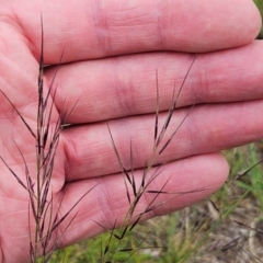 Aristida ramosa at The Pinnacle - 23 Jan 2024