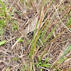 Aristida ramosa at The Pinnacle - 23 Jan 2024 07:31 AM