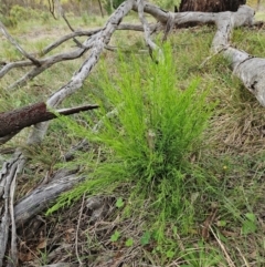 Exocarpos cupressiformis (Cherry Ballart) at Whitlam, ACT - 22 Jan 2024 by sangio7