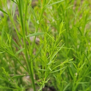 Exocarpos cupressiformis at The Pinnacle - 23 Jan 2024