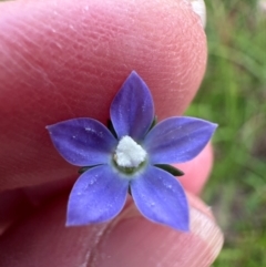 Wahlenbergia multicaulis (Tadgell's Bluebell) at Yarralumla, ACT - 24 Jan 2024 by lbradley