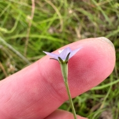 Wahlenbergia multicaulis at Yarralumla, ACT - 24 Jan 2024