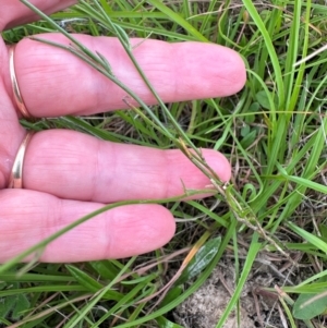 Wahlenbergia multicaulis at Aranda Bushland - 24 Jan 2024