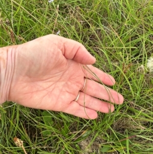 Wahlenbergia multicaulis at Yarralumla, ACT - 24 Jan 2024 01:48 PM