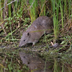 Isoodon obesulus obesulus (Southern Brown Bandicoot) at Tidbinbilla Nature Reserve - 24 Jan 2024 by Lindell