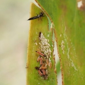 Phlaeothripidae sp. (family) at Mount Painter - 20 Jan 2024