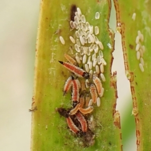 Phlaeothripidae sp. (family) at Mount Painter - 20 Jan 2024