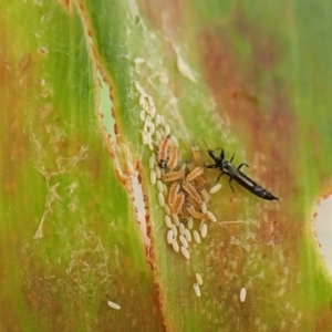 Phlaeothripidae sp. (family) at Mount Painter - 20 Jan 2024