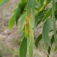 Phlaeothripidae sp. (family) at Mount Painter - 20 Jan 2024