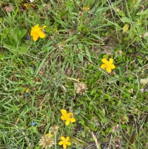 Hypericum gramineum at Namadgi National Park - 23 Jan 2024